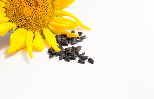 Young sunflower with ripe seeds on a white background. - Valokuva, kuva