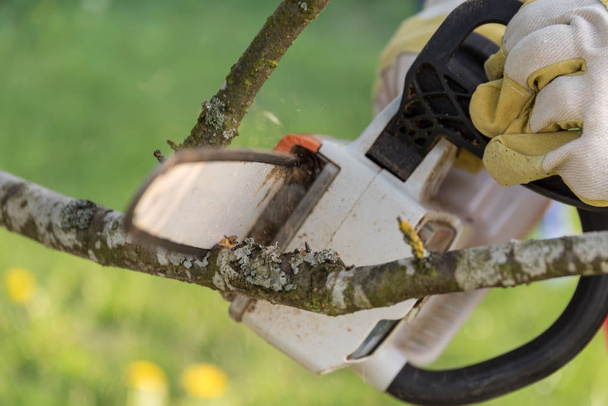 Садівник розрізає акумуляторною бензопилою на гілці дерева крупним планом
 - Фото, зображення