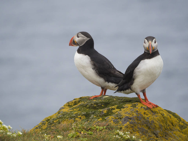 couple of close up Atlantic puffins (Fratercula arctica) standing on rock of Latrabjarg bird cliffs, white flowers, blue sea background, selective focus, copy space - Photo, Image