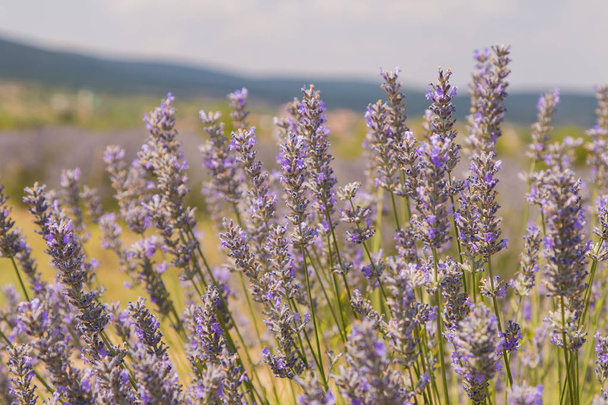 Aromatic lavender field in Isparta, Turkey.  - Foto, imagen