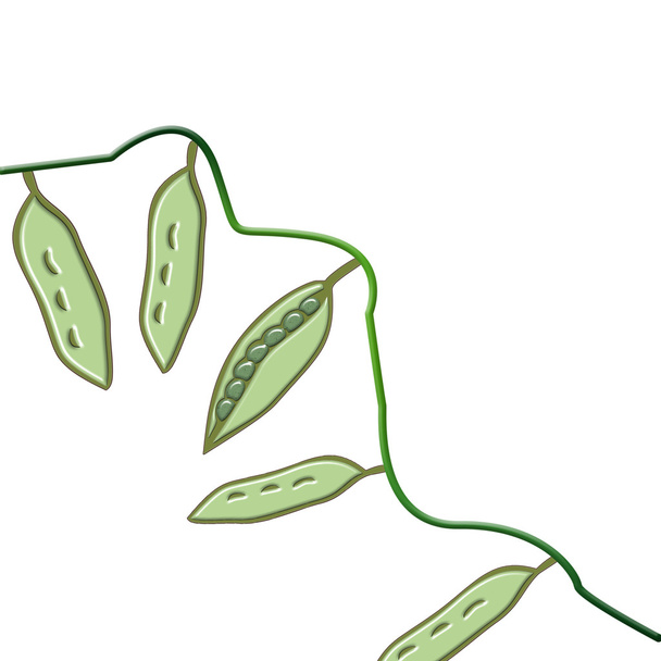 Peas - Вектор,изображение