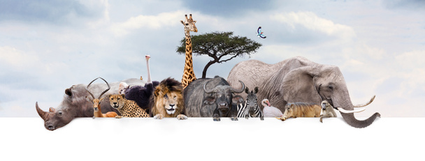 Большая группа африканских сафари или животных из зоопарка, висящих над белым горизонтальным баннером или заголовком в социальных сетях с облачным небом
 - Фото, изображение