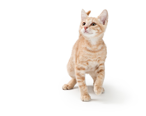 junges Kätzchen mit gestromtem Fell, das vorwärts auf weißem Hintergrund läuft und nach oben schaut - Foto, Bild