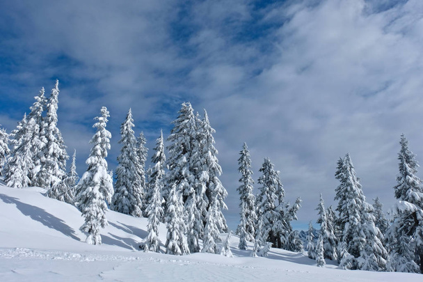 Χειμερινό τοπίο με δέντρα κάτω από φρέσκο χιόνι. Χιονοδρομικό κέντρο στο Κυπαρίσσι βουνό κοντά στο Βανκούβερ. Βρετανική Κολομβία. Καναδάς. - Φωτογραφία, εικόνα