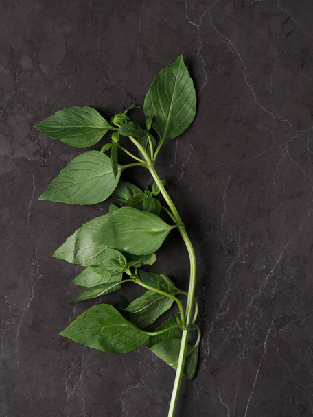 Beautiful fresh moist green basil leaves on a marble background. Vertical High definition photo - Photo, Image