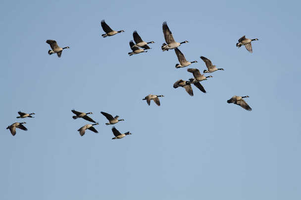 Flock of Canada Geese Πετώντας σε ένα μπλε ουρανό - Φωτογραφία, εικόνα