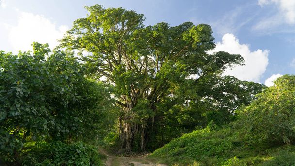 Majestoso banyan tree em Pentecostes campo, Vanuatu
 - Foto, Imagem