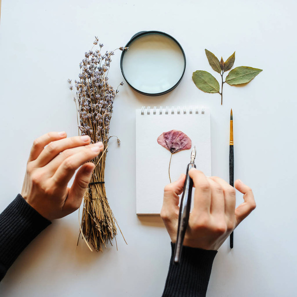 Top view shot Concept of  botanist painter that are drawing composition of dried flowers lavender, pencil, notebook, leaves and magnify glass isolated on White Background with Real Shadow.  - Photo, Image