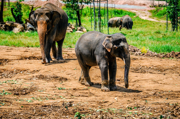 Fil ve annesi Pinnawela odasında yürüyor. Sri Lanka - Fotoğraf, Görsel