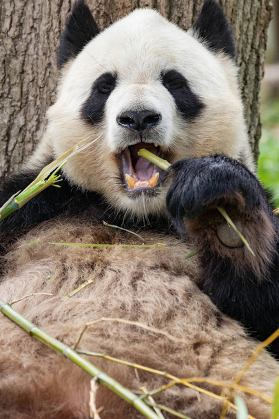 Porträt des Großen Pandas, der Bambus frisst. - Foto, Bild