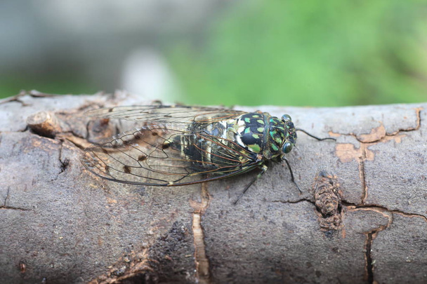 Minmin Robusto Cicada (Hyalessa maculaticollis) en Japón
 - Foto, imagen