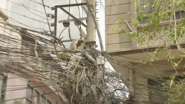 Monkey on the electricity cable in the city. Kathmandu, Nepal. - Materiał filmowy, wideo
