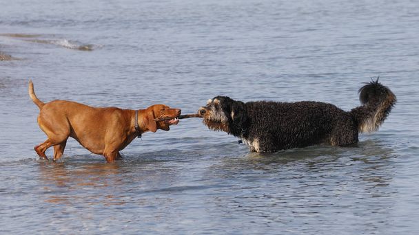 Dos perros jugando tira y afloja con un palo en una playa de Lake Huron - Ontario, Canadá
 - Foto, Imagen