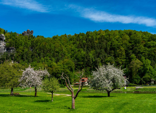 Flor e paisagem em torno do bastião nas montanhas de arenito do Elba na Saxônia
 - Foto, Imagem