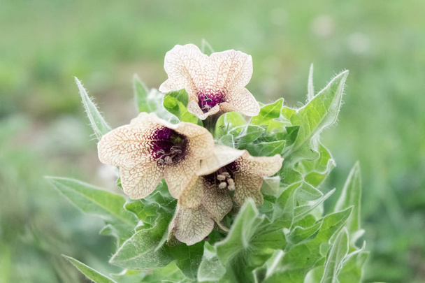 Blossoming hyoscyamus, henbane or stinking nightshade is a dangerous plant - Photo, Image