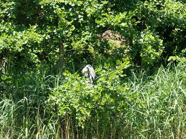 Onun tüyleri ağacında preening mavi balıkçıl - Fotoğraf, Görsel