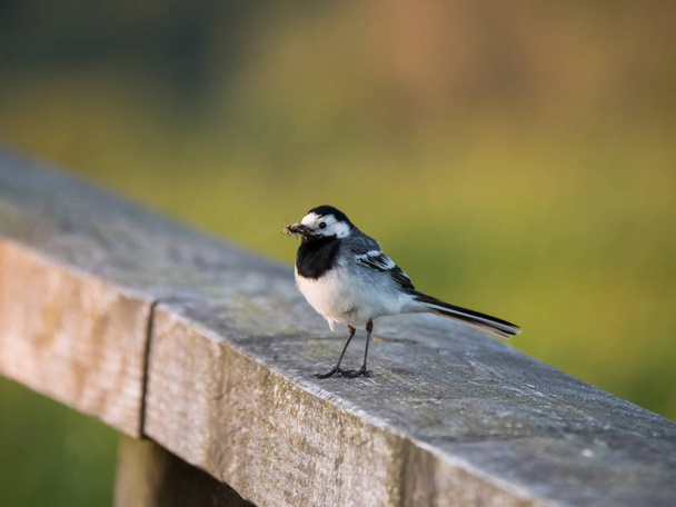 Wagtail bird with a prey of worms and insects in his beak sits on a wooden fence at sunset - Photo, Image