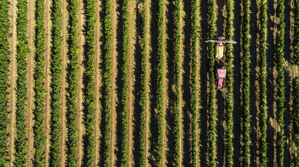 Вид с воздуха на сбор винограда с трактора в винограднике. Фермер опрыскивает виноград трактором
. - Фото, изображение