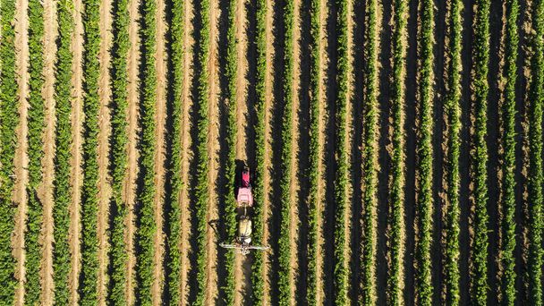 Luftaufnahme eines Traktors bei der Weinlese in einem Weinberg. Landwirt besprüht Weinreben mit Traktor. - Foto, Bild
