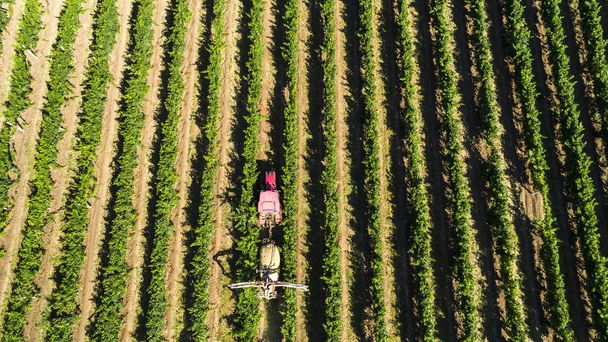 Veduta aerea di un trattore che raccoglie uva in un vigneto. Vitigni a spruzzo coltivatori con trattore
. - Foto, immagini