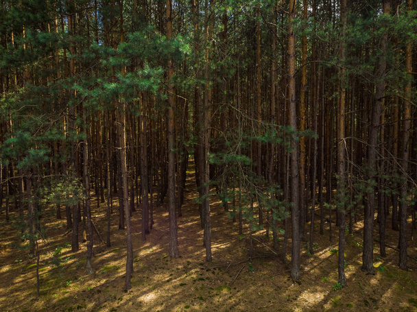 Vista elevada a través de denso bosque de pinos
 - Foto, Imagen