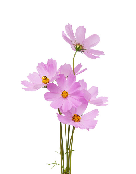 Cosmos flowers isolated on a white background. Saving clipping paths. - Fotoğraf, Görsel