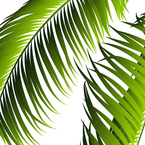 Palm Leaves Isolated. Realistic Branches Set. Vector Tropical Foliage. Floral Elements. Illustration of Jungle Plants. Tropic Palm Leaves for Pattern, Wallpaper, Print, Fabric, Textile or Your Design. - Vector, Image