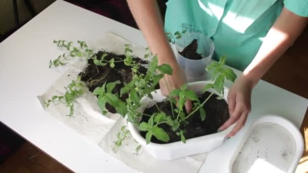 The girl transplants mint from one flower pot to another. Works with soil using a plastic spatula - Imágenes, Vídeo