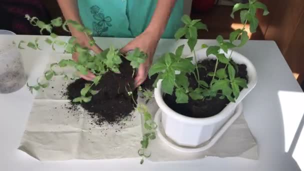 The girl transplants mint from one flower pot to another. Separates the earthen lump with the root system. TimeLapse - Séquence, vidéo