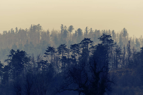 Nyugodt ködös fagyos jelenet meztelen lombhullató fák és a tűlevelűek - Fotó, kép