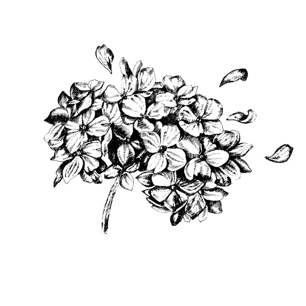 Hand drawing Hudrangea flowers set. Vector floral illustration  isolated on white background. - Vector, Image