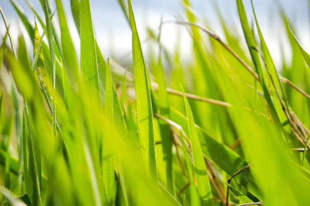 lâminas verdes brilhantes de grama sob a luz solar, macro
 - Foto, Imagem