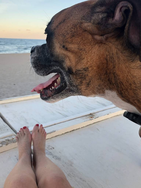 pernas de mulher e cão na praia
 - Foto, Imagem