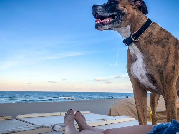 жіночі ноги і собака на пляжі
 - Фото, зображення