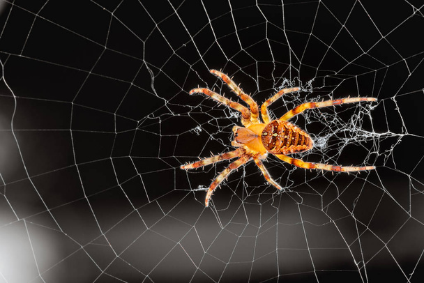 Общий открытый паук в Орегоне - Крест ткачей шара (Araneus diadematus) в Интернете
. - Фото, изображение