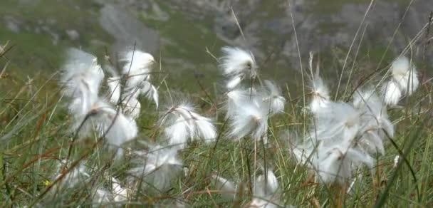 Vista cercana de Cotton tails, Bla Bheinn, Isla de Skye, Escocia
 - Metraje, vídeo