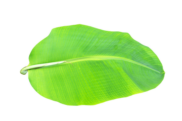 hoja de plátano verde, textura de follaje tropical verde aislado sobre fondo blanco de archivo con ruta de recorte
 . - Foto, Imagen