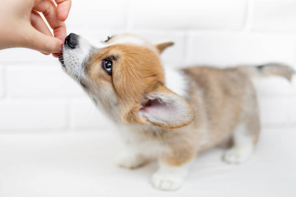 Cute Puppy eating from human hand - Fotoğraf, Görsel