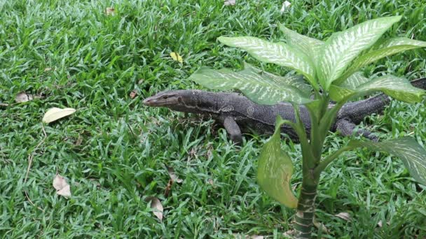 Asian water monitor lizard, Varanus salvator, hunting prey behind large dumb cane plant, Dieffenbachia - Кадри, відео
