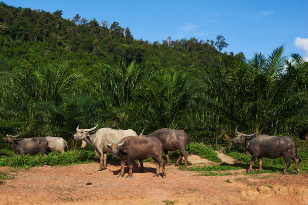 Cows and buffalo on pasture.  Agriculture  farm buffalos. Green tropical forest with blue sky. Asian village scene. Domestic large animal cow. Amazing asian rural landscape with brown oxen.  - Foto, imagen