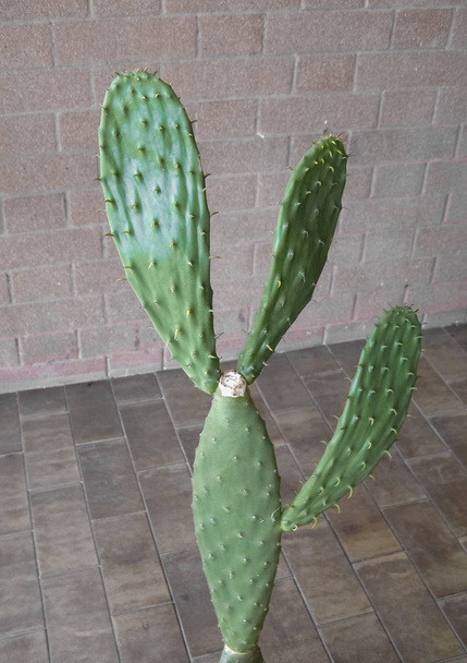cactus verde (Angiospermas Eudicots Caryophyllales Cactaceae) planta
 - Foto, imagen