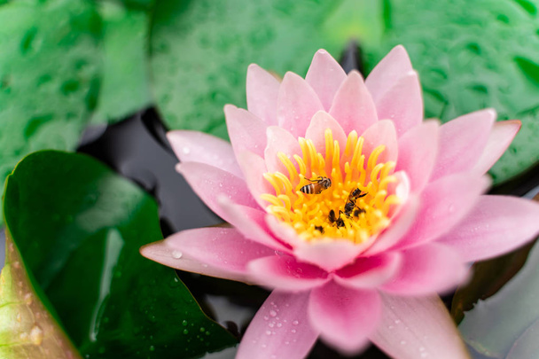 mooie lotusbloem met bee op het water na regen in de tuin. - Foto, afbeelding