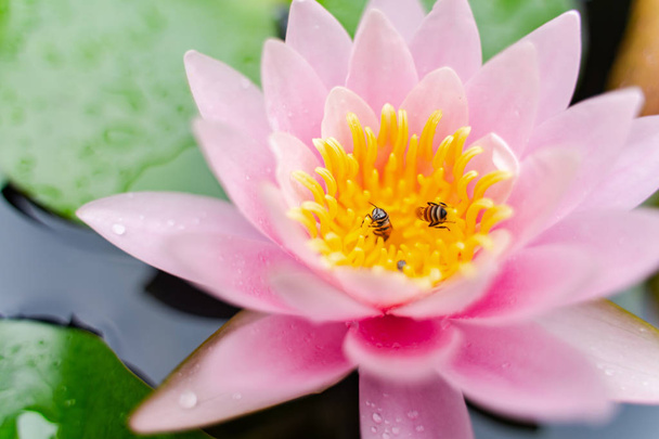 arı Bahçe yağmurda sonra su ile güzel lotus çiçeği. - Fotoğraf, Görsel