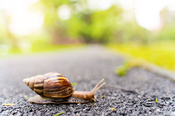 snail in shell crawling on road, summer day in garden with copy space, blurred background. - Photo, Image
