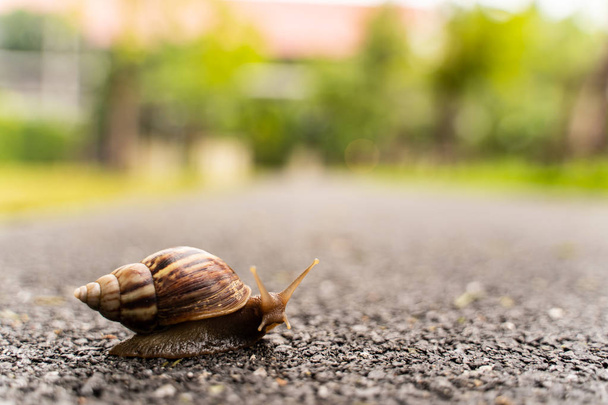 snail in shell crawling on road, summer day in garden with copy space, blurred background. - Photo, Image