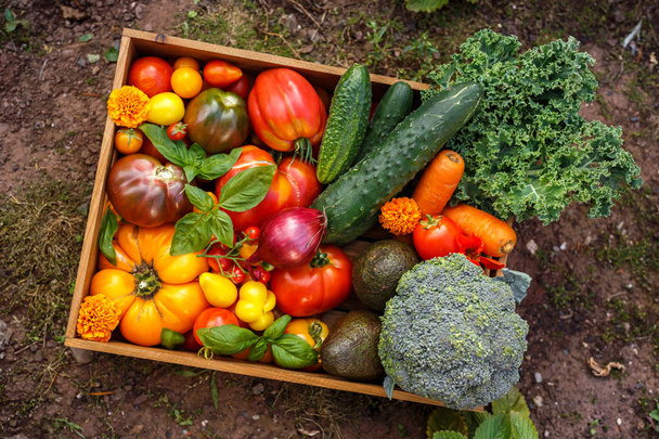 Szerves növényi doboz nagy, cseresznye paradicsom, bazsalikom, uborka, lilahagyma, brokkoli és avokádó. - Fotó, kép
