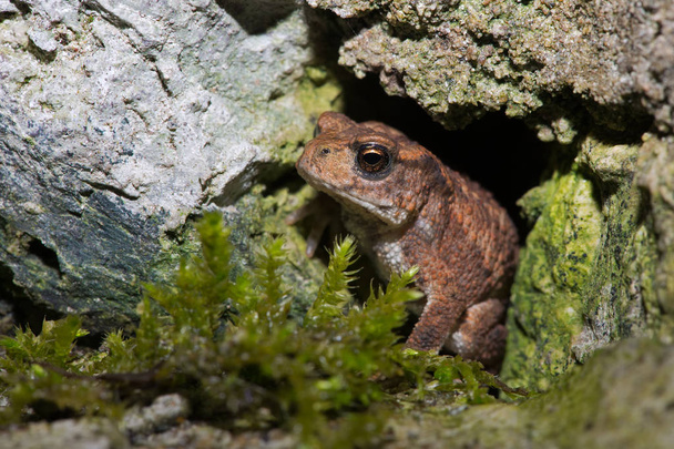 Common Toad (Bufo bufo) - Photo, Image