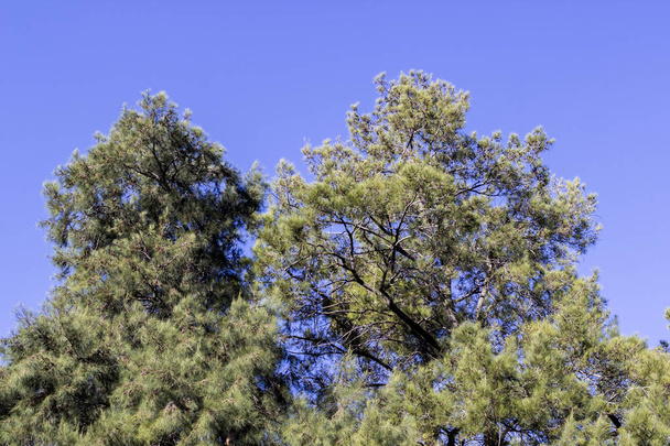 Близкий снимок большого дерева в сезон осени
 - Фото, изображение