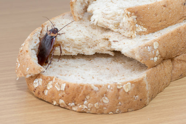 Close up of cockroach on a Whole wheat bread - Photo, Image