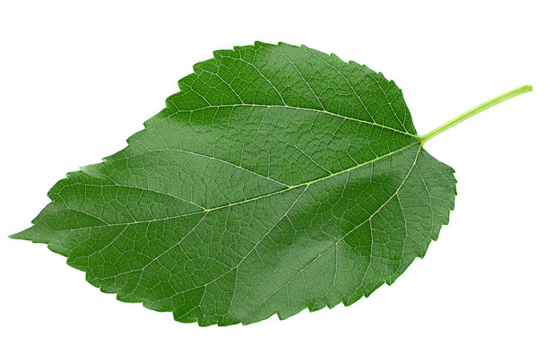 Primeros planos de hojas de morera aisladas sobre fondo claro
 - Foto, Imagen